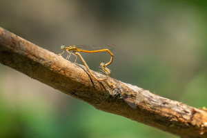 platycnemis acutipennis coeur copulatoire platycnemis acutipennis coeur copulatoire