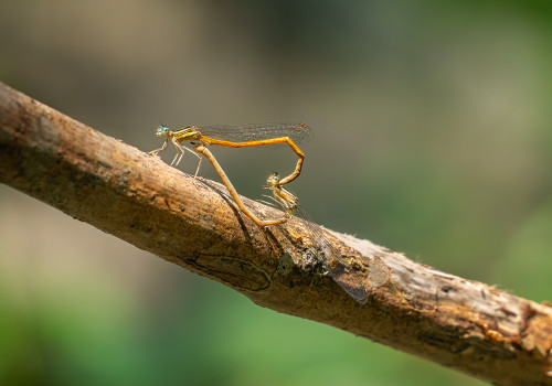 platycnemis acutipennis coeur copulatoire platycnemis acutipennis coeur copulatoire