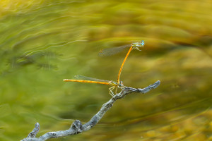 platycnemis acutipennis tandem platycnemis acutipennis tandem
