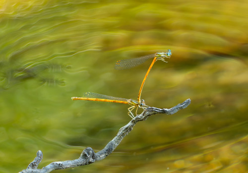 platycnemis acutipennis tandem platycnemis acutipennis tandem