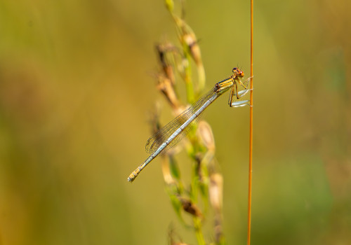 platycnemis latipes agrion blanchatre femelle platycnemis latipes agrion blanchatre femelle