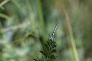 platycnemis latipes agrion blanchatre male 11 dxo platycnemis latipes agrion blanchatre male 11 dxo