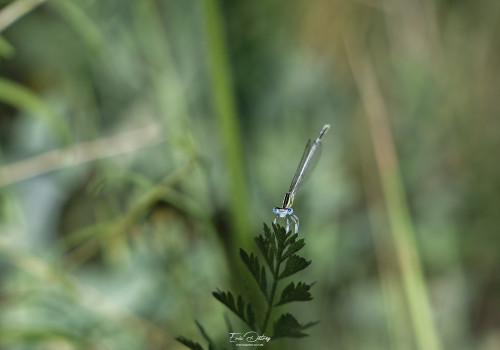 platycnemis latipes   agrion blanchatre male 11 dxo