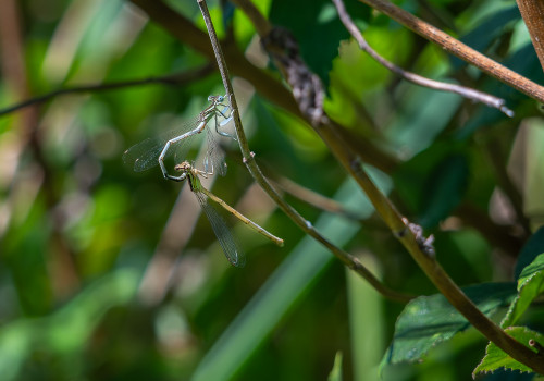 platycnemis latipes   agrion blanchatre tandem