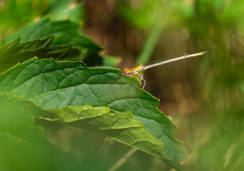 platycnemis latipes agrion blanchatre femelle platycnemis latipes agrion blanchatre femelle