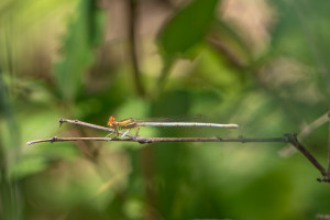 platycnemis latipes agrion blanchatre femelle 10 platycnemis latipes agrion blanchatre femelle 10