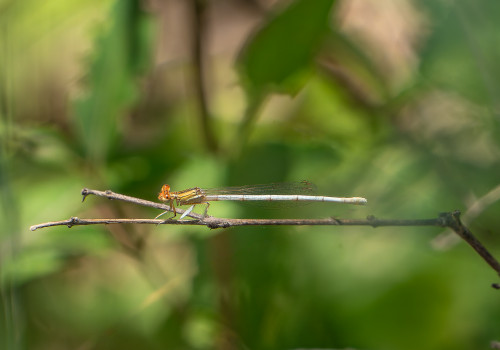platycnemis latipes agrion blanchatre femelle 10 platycnemis latipes agrion blanchatre femelle 10