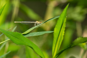 platycnemis latipes agrion blanchatre femelle platycnemis latipes agrion blanchatre femelle