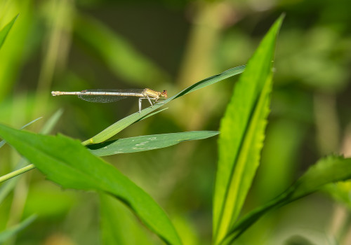 platycnemis latipes agrion blanchatre femelle platycnemis latipes agrion blanchatre femelle