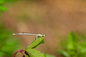 platycnemis latipes agrion blanchatre male platycnemis latipes agrion blanchatre male