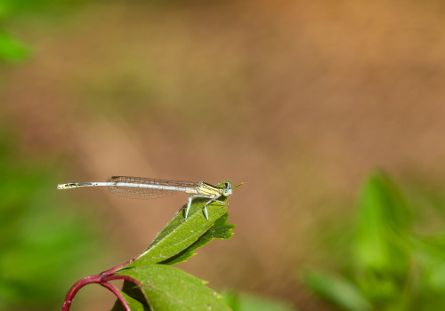 platycnemis latipes agrion blanchatre male platycnemis latipes agrion blanchatre male