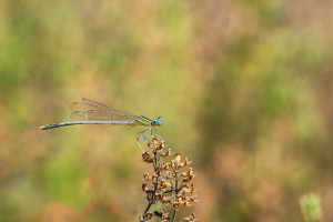 platycnemis latipes agrion blanchatre male platycnemis latipes agrion blanchatre male