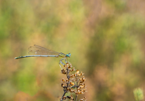 platycnemis latipes agrion blanchatre male platycnemis latipes agrion blanchatre male