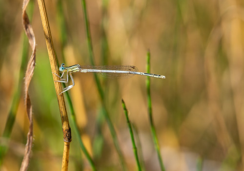 platycnemis latipes agrion blanchatre male platycnemis latipes agrion blanchatre male