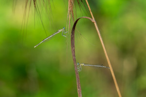 platycnemis latipes agrion blanchatre male platycnemis latipes agrion blanchatre male
