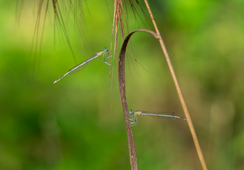 platycnemis latipes agrion blanchatre male platycnemis latipes agrion blanchatre male
