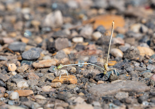 platycnemis latipes agrion blanchatre tandem platycnemis latipes agrion blanchatre tandem