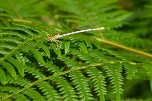 platycnemis pennipes agrion a larges pattes femelle platycnemis pennipes agrion a larges pattes femelle