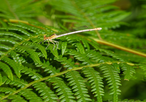 platycnemis pennipes agrion a larges pattes femelle platycnemis pennipes agrion a larges pattes femelle