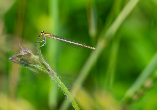 platycnemis pennipes agrion a larges pattes femelle platycnemis pennipes agrion a larges pattes femelle