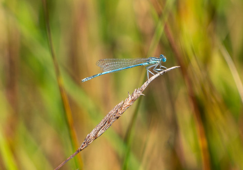 platycnemis pennipes agrion a larges pattes male platycnemis pennipes agrion a larges pattes male