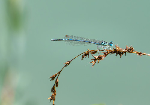 platycnemis pennipes agrion a larges pattes male platycnemis pennipes agrion a larges pattes male