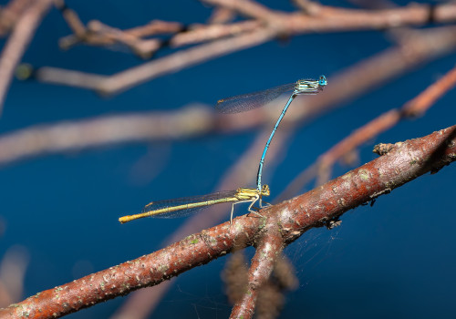 platycnemis pennipes agrion a larges pattes tandem platycnemis pennipes agrion a larges pattes tandem
