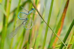 platycnemis pennipes l agrion a larges pattes couple platycnemis pennipes l agrion a larges pattes couple