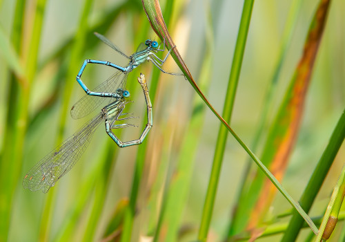 platycnemis pennipes l agrion a larges pattes couple platycnemis pennipes l agrion a larges pattes couple