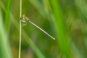 platycnemis pennipes l agrion a larges pattes femelle platycnemis pennipes l agrion a larges pattes femelle