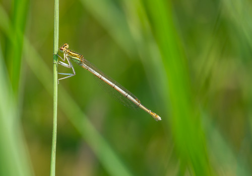 platycnemis pennipes l agrion a larges pattes femelle platycnemis pennipes l agrion a larges pattes femelle