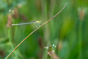 platycnemis pennipes l agrion a larges pattes femelle platycnemis pennipes l agrion a larges pattes femelle