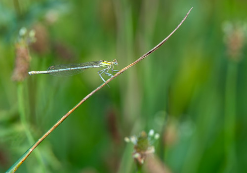 platycnemis pennipes l agrion a larges pattes femelle platycnemis pennipes l agrion a larges pattes femelle