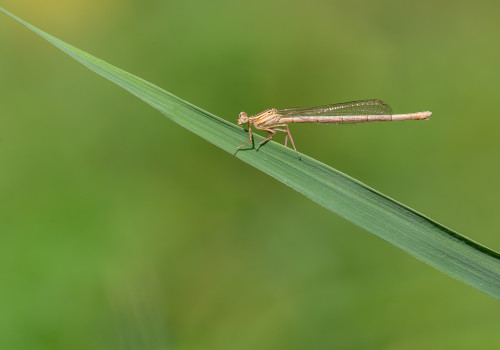 platycnemis pennipes l agrion a larges pattes femelle platycnemis pennipes l agrion a larges pattes femelle