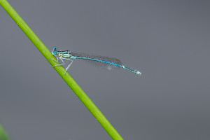 platycnemis pennipes l agrion a larges pattes male platycnemis pennipes l agrion a larges pattes male