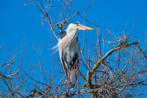 ardea cinerea heron cendre ardea cinerea heron cendre