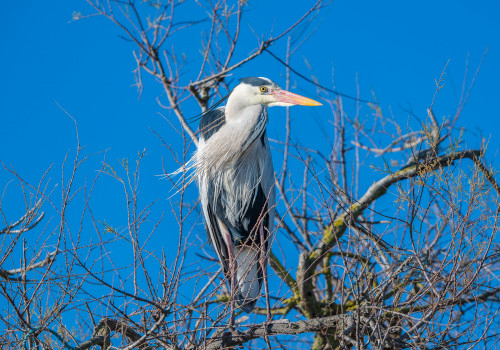 ardea cinerea   heron cendre