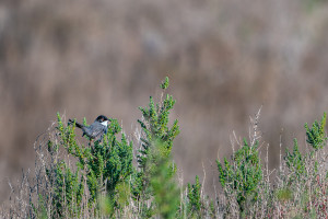 curruca melanocephala fauvette melanocephale curruca melanocephala fauvette melanocephale