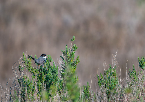curruca melanocephala   fauvette melanocephale