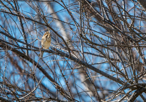 emberiza schoeniclus   bruant des roseaux