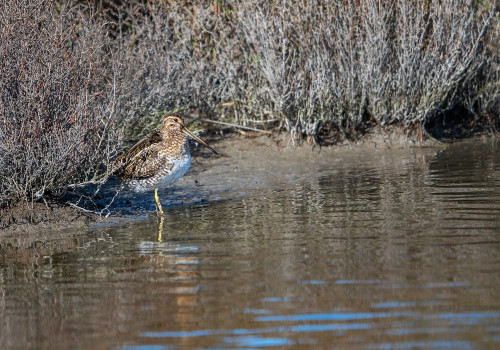 gallinago gallinago   becassine des marais
