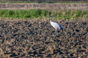 grus grus grue cendree grus grus grue cendree