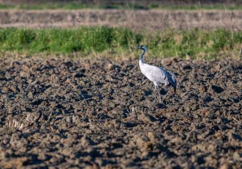 grus grus   grue cendree
