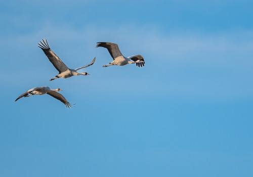 grus grus   grue cendree