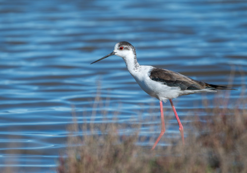 himantopus himantopus   echasse blanche