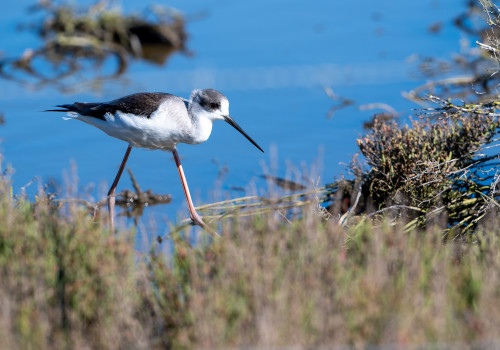 himantopus himantopus   echasse blanche