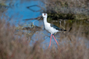 himantopus himantopus echasse blanche himantopus himantopus echasse blanche