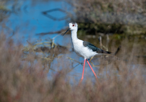 himantopus himantopus   echasse blanche