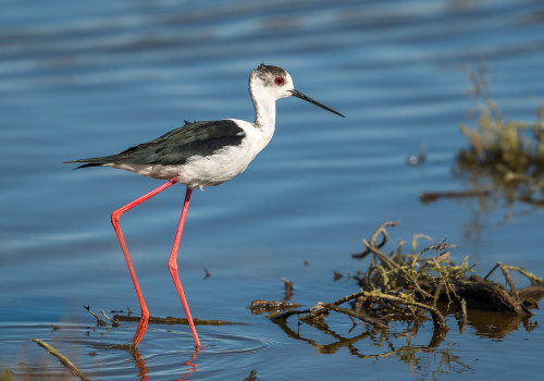 himantopus himantopus   echasse blanche