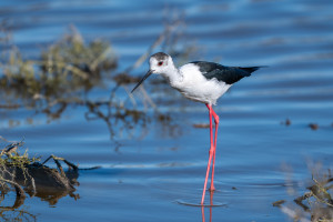 himantopus himantopus echasse blanche himantopus himantopus echasse blanche